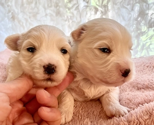 Máltai kiskutyák foglalhatók, eladók ! - kép 2