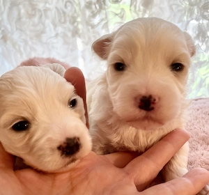 Máltai kiskutyák foglalhatók, eladók ! - kép 3