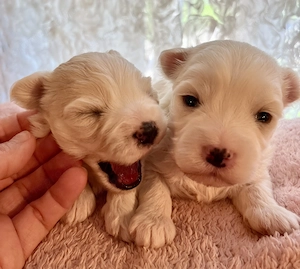 Máltai kiskutyák foglalhatók, eladók ! - kép 4