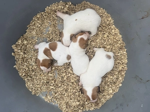 Jack russel terrier kiskutyák - kép 3