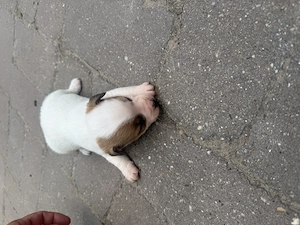 Jack russel terrier kiskutyák - kép 2