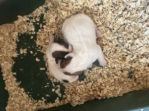 Jack russel terrier - kép 2