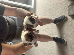 Jack russel terrier - kép 3