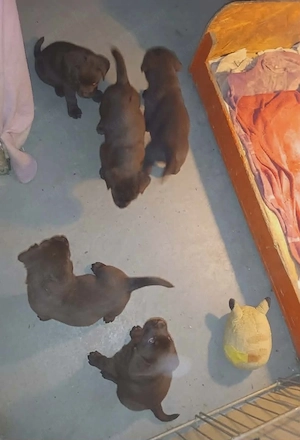 Labrador kiskutyák  - kép 2