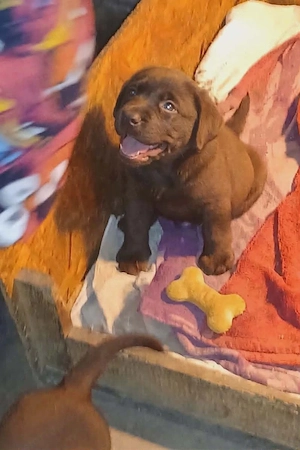 Labrador kiskutyák  - kép 3