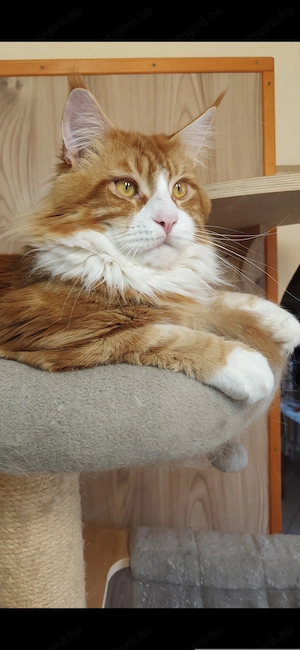 Maine coon kandúr  - kép 9