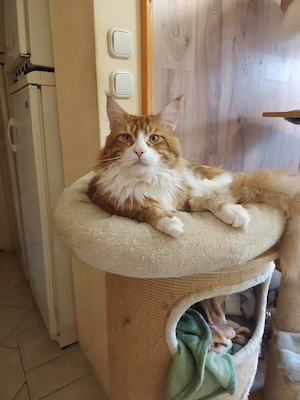 Maine coon kandúr  - kép 15
