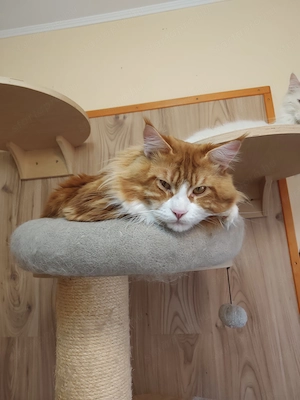Maine coon kandúr  - kép 13