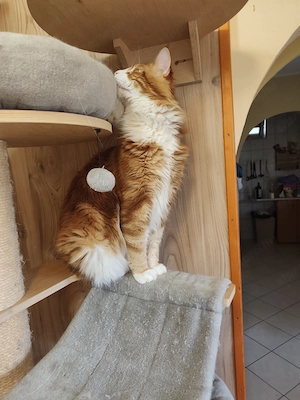 Maine coon kandúr  - kép 14