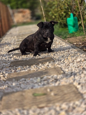 American bully kiskutyák  - kép 4