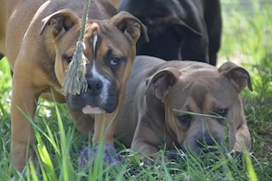 American bully kiskutyák  - kép 2