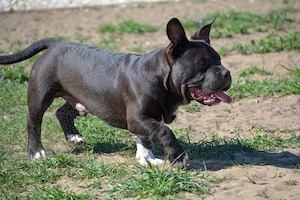 American bully kiskutyák  - kép 3