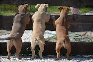 American bully kiskutyák 