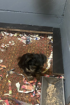 Yorki kiskutya - kép 2