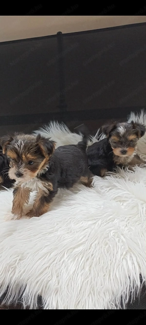 yorkshire terier kiskutyak - kép 2