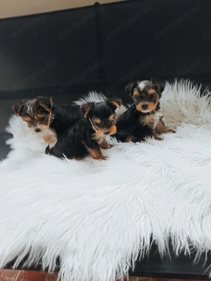 yorkshire terier kiskutyak - kép 3