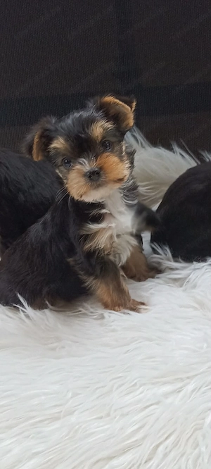 yorkshire terier kiskutyak