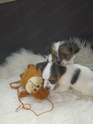 yorkshire terier kiskuty k - kép 2