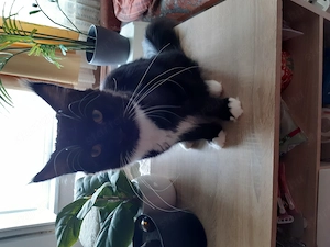 Lakcímet váltanának a fotón szereplő cicák - kép 8