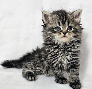 Selkirk Rex hosszú szőrű cica baba eladó - kép 12