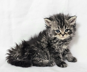 Selkirk Rex hosszú szőrű cica baba eladó - kép 10