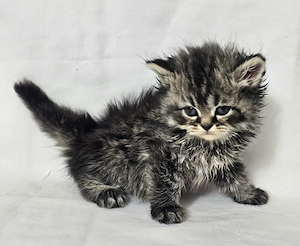 Selkirk Rex hosszú szőrű cica baba eladó - kép 13