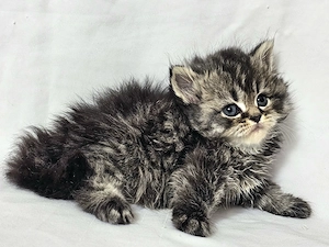 Selkirk Rex hosszú szőrű cica baba eladó - kép 8
