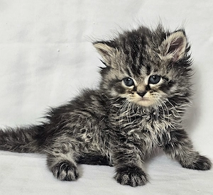 Selkirk Rex hosszú szőrű cica baba eladó