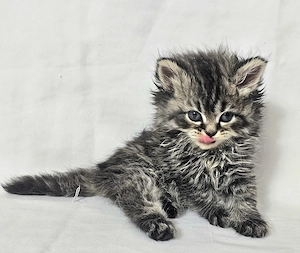 Selkirk Rex hosszú szőrű cica baba eladó - kép 7