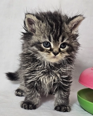 Selkirk Rex hosszú szőrű cica baba eladó - kép 11