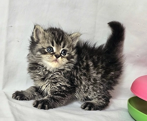 Selkirk Rex hosszú szőrű cica baba eladó - kép 5