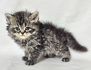 Selkirk Rex hosszú szőrű cica baba eladó - kép 6