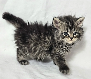 Selkirk Rex hosszú szőrű cica baba eladó - kép 9