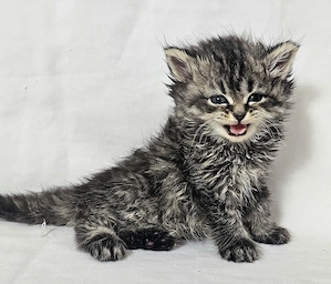 Selkirk Rex hosszú szőrű cica baba eladó - kép 4