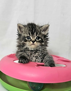 Selkirk Rex hosszú szőrű cica baba eladó - kép 3