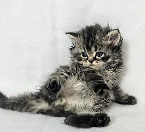 Selkirk Rex hosszú szőrű cica baba eladó - kép 2