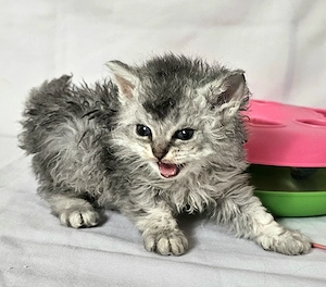 Eladó Selkirk Rex göndör szőrű cica baba - kép 4