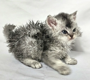 Eladó Selkirk Rex göndör szőrű cica baba - kép 3
