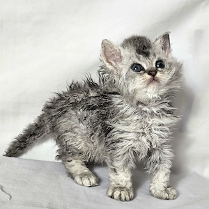 Eladó Selkirk Rex göndör szőrű cica baba - kép 5
