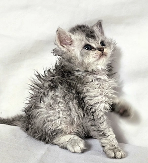 Eladó Selkirk Rex göndör szőrű cica baba - kép 2