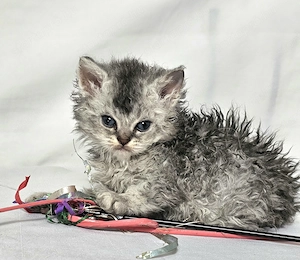Eladó Selkirk Rex göndör szőrű cica baba - kép 9
