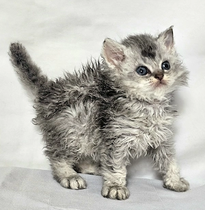 Eladó Selkirk Rex göndör szőrű cica baba - kép 8