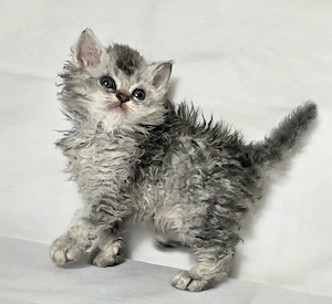 Eladó Selkirk Rex göndör szőrű cica baba - kép 6