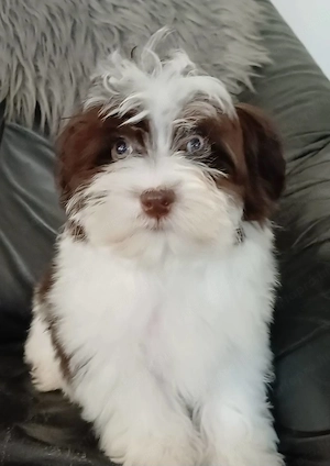 Csokoládé-fehér bichon havanese kislányka - kép 3