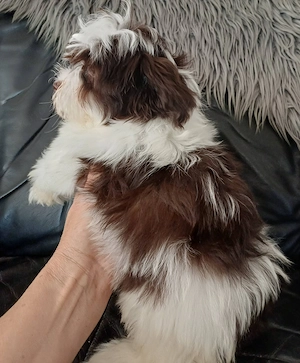 Csokoládé-fehér bichon havanese kislányka - kép 2