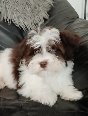 Csokoládé-fehér bichon havanese kislányka
