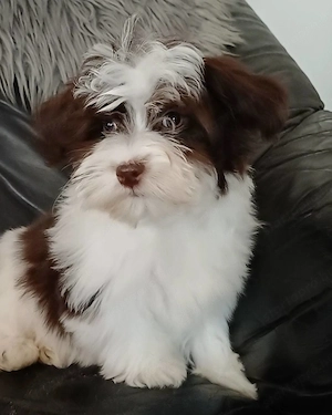 Csokoládé-fehér bichon havanese kislányka - kép 4
