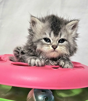 Eladó  hosszú  szőrű Selkirk Rex kisfíú cica baba. - kép 2