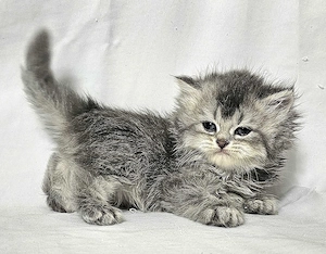 Eladó  hosszú  szőrű Selkirk Rex kisfíú cica baba. - kép 7