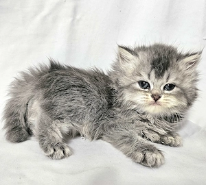 Eladó  hosszú  szőrű Selkirk Rex kisfíú cica baba. - kép 11